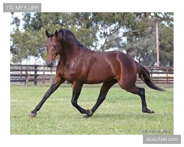 富里睡醒发现自家马场又多了匹纯血马，这月第几回了？